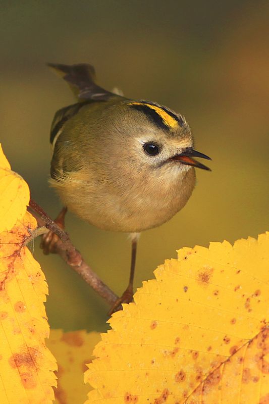 bird,yellow,wildlife,nature,color,beautiful,scene,woods,scenery,autumn,wild,beauty,forest,birds,natural,king The Goldcrest фото превью