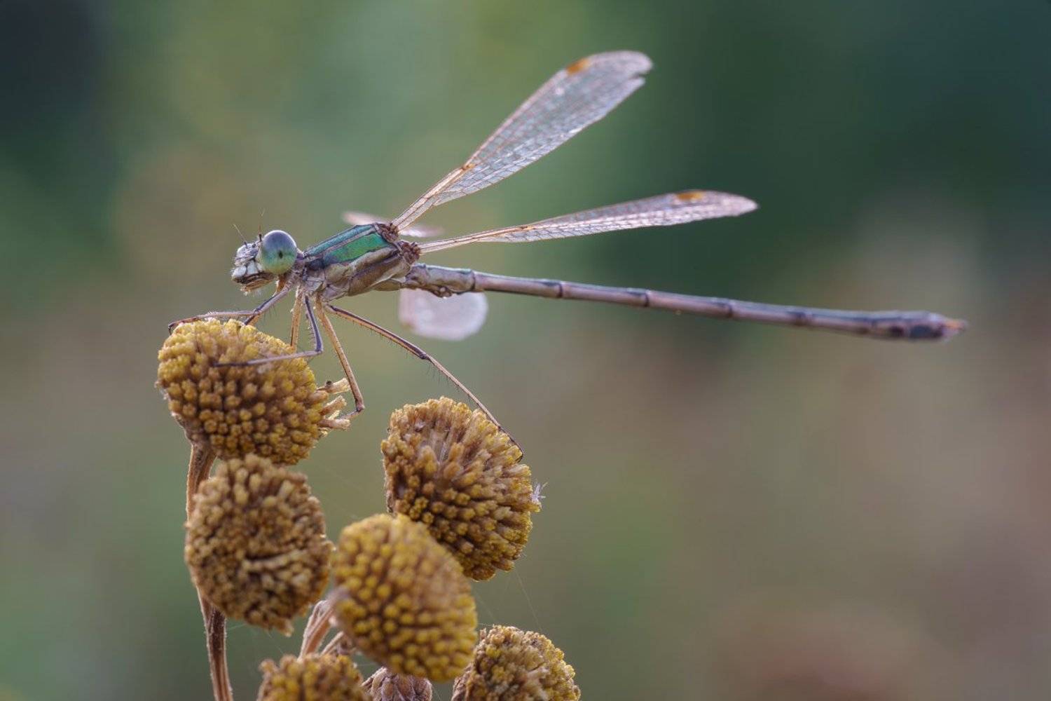 , Кузнецов Дмитрий