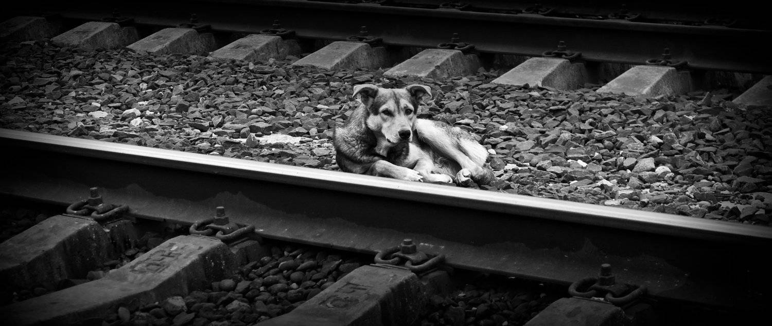 собака, пёс, животное, грусть, одиночка, собаки, Vladimir Kedrov