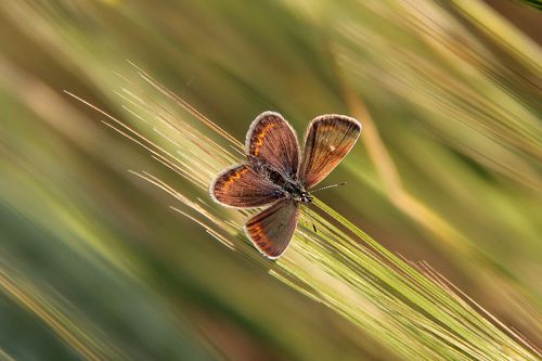 Голубянка Пилаон/Голубянка поволжская (Plebejus pylaon)