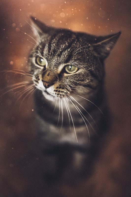 Шустрик фото превью