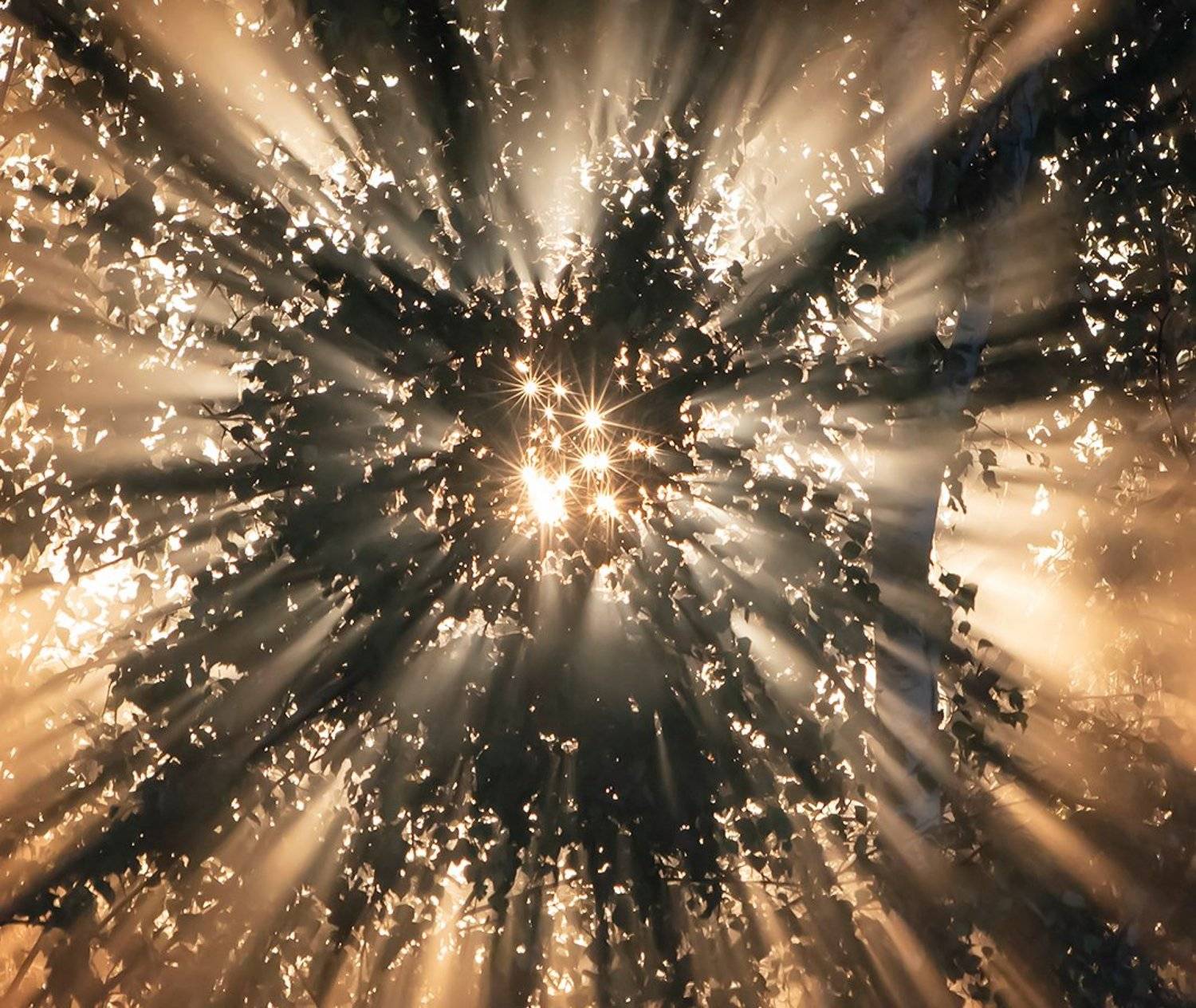 лучи солнца, туман, утро, солнце, берёзы, мещёра рязанская область, Валерий Пешков