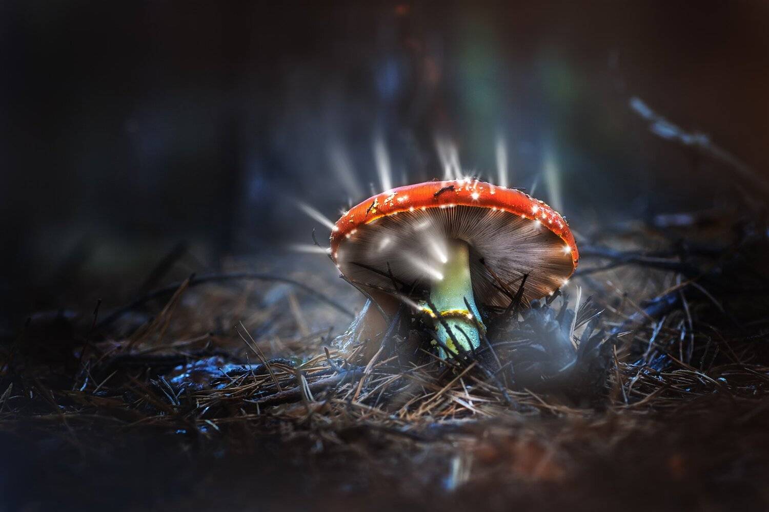 гриб,жук,вода,дождь,хвоя,красный,свет,лес, Юрий Котов