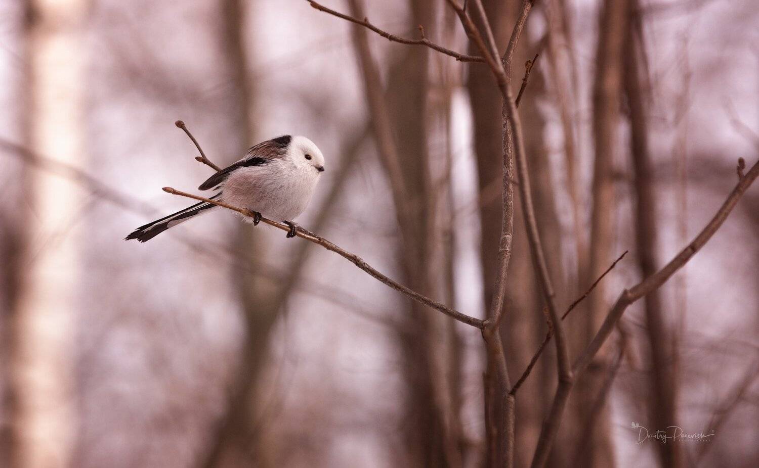 природа, лес, животные, птицы, Дмитрий Посевич