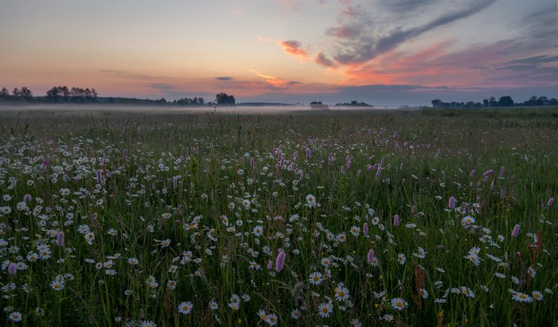 ромашковый рассвет... фото превью