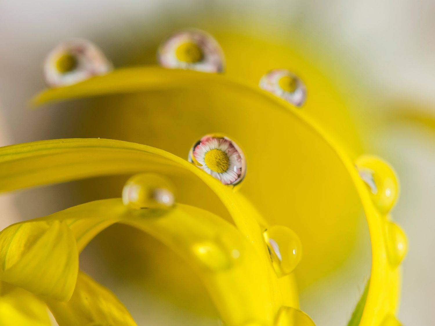 , Евгения Муравская