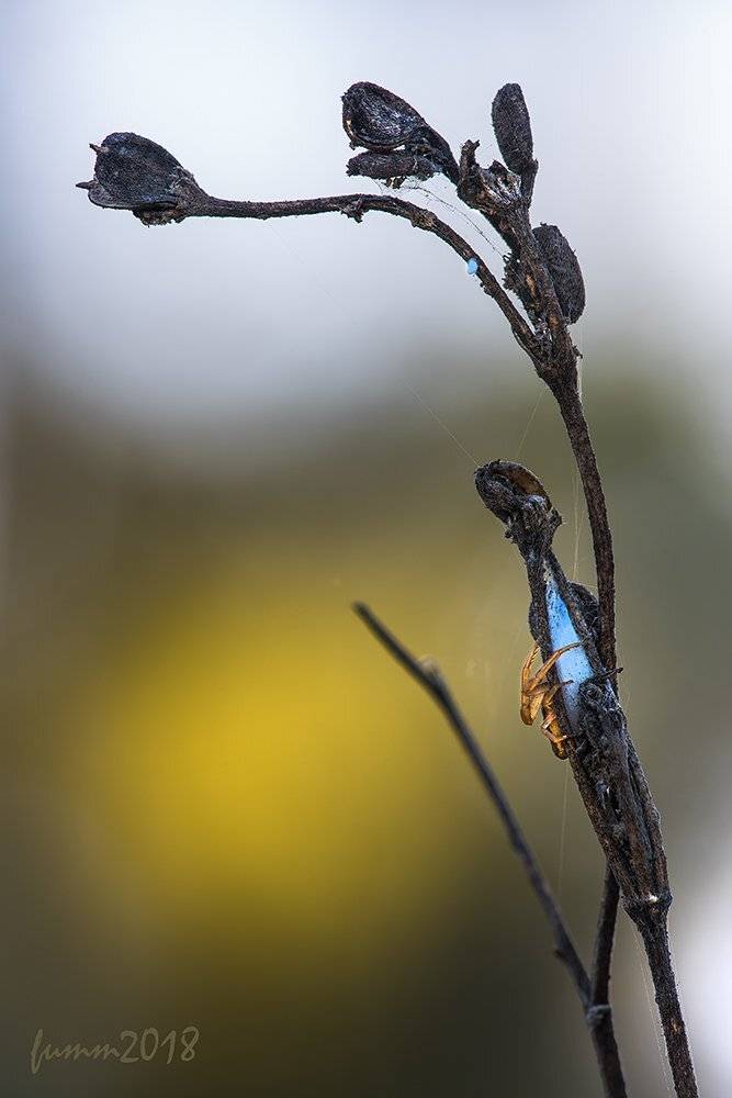 , Игорь ФУММ