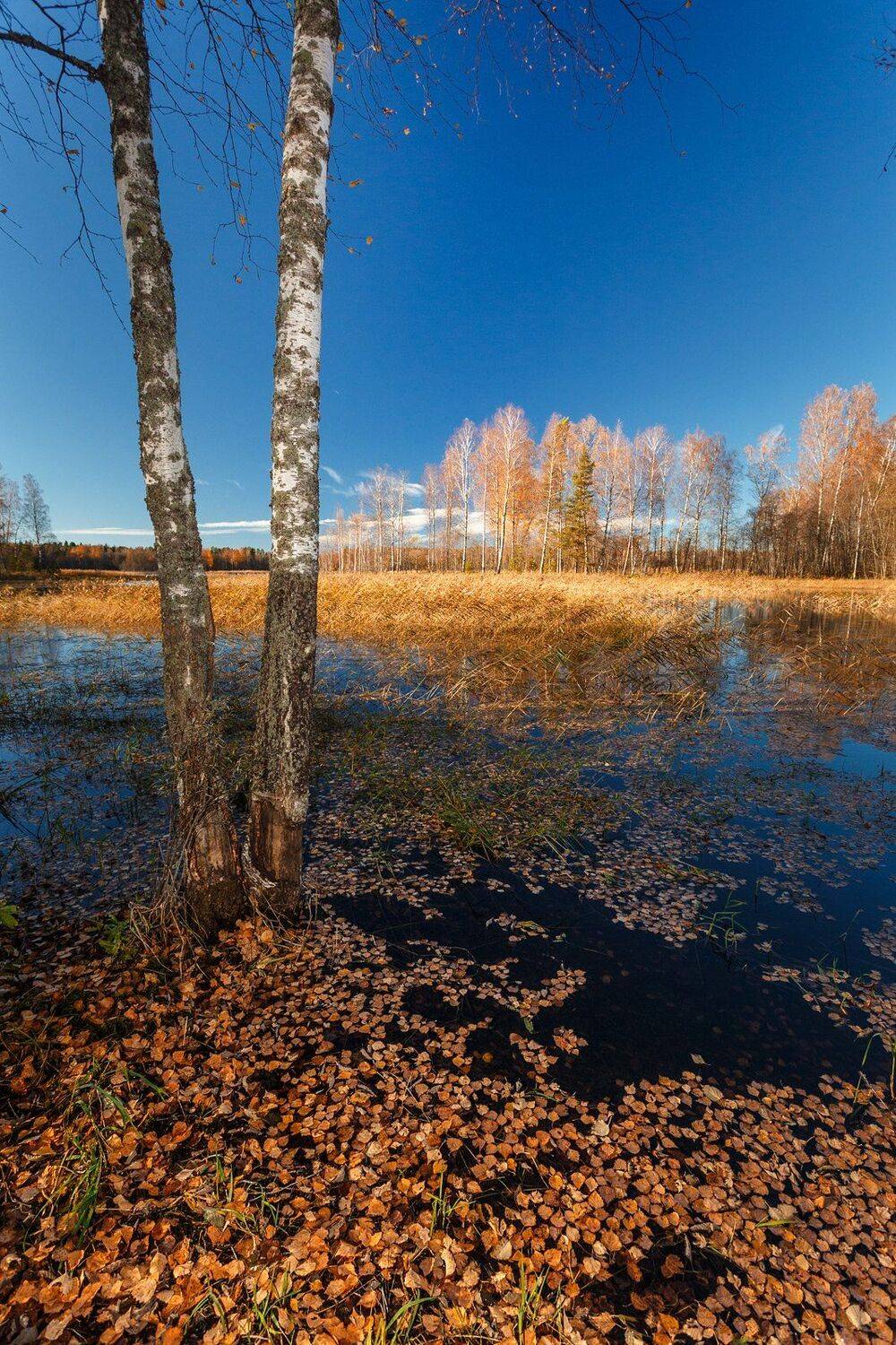 валдай, Тимофей Шутов