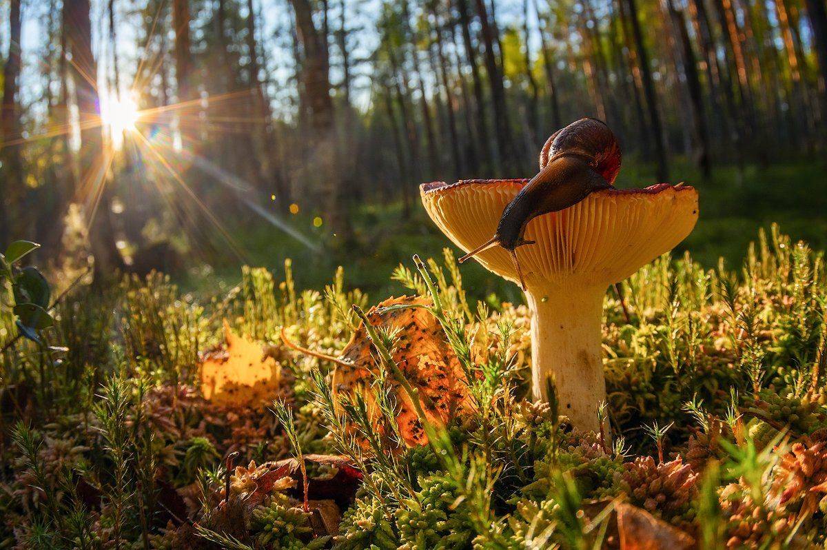 гриб улитка лес мох сыроежка, Марина Мурашова