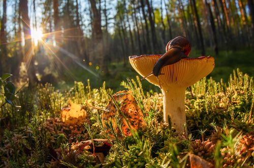 из жизни улиток и сыроежек