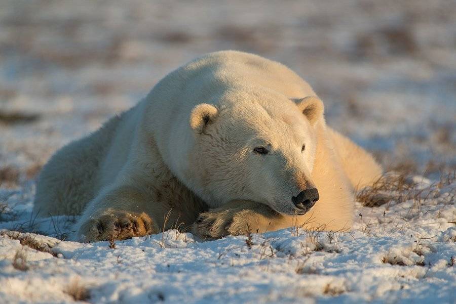 чукотка арктика море медведь белый полярный морской мыс кожевникова, Максим Деминов