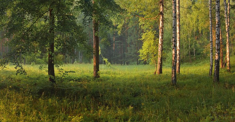 тёплый вечер, лес, травы, лето, июнь, солнечный свет Вечер после дождя фото превью