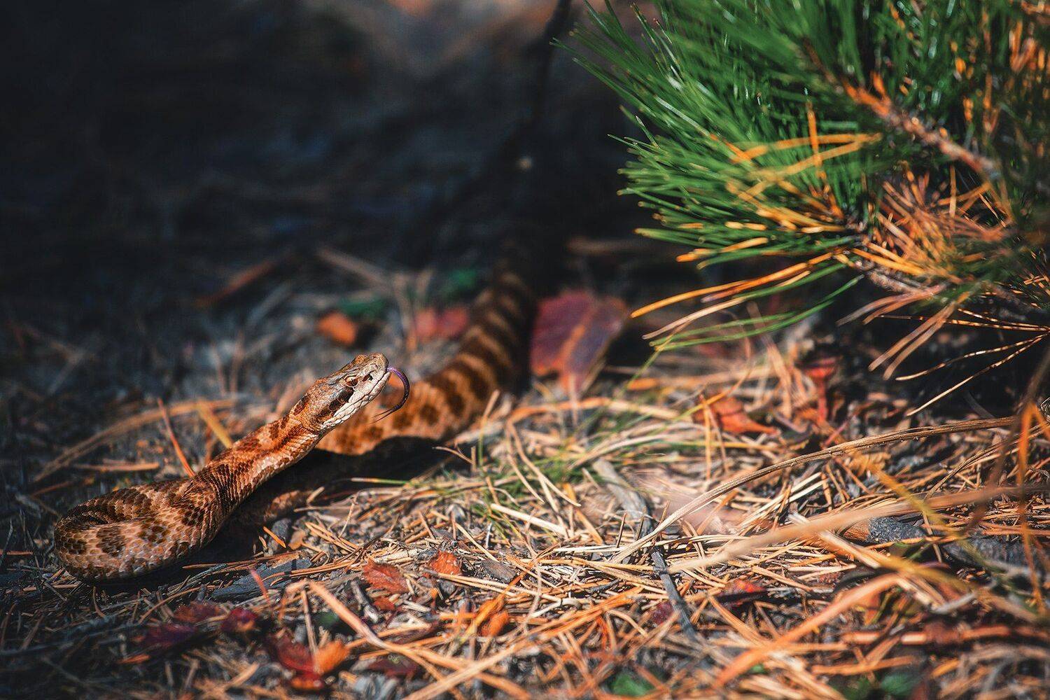 змея, взгляд, осень, Андрей Кровлин