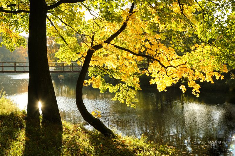 природа, парк, река, осень, мост Золотая осень у реки фото превью