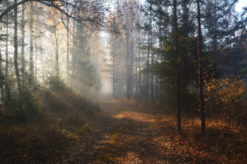 сергей алексеев, фото Утро фото превью