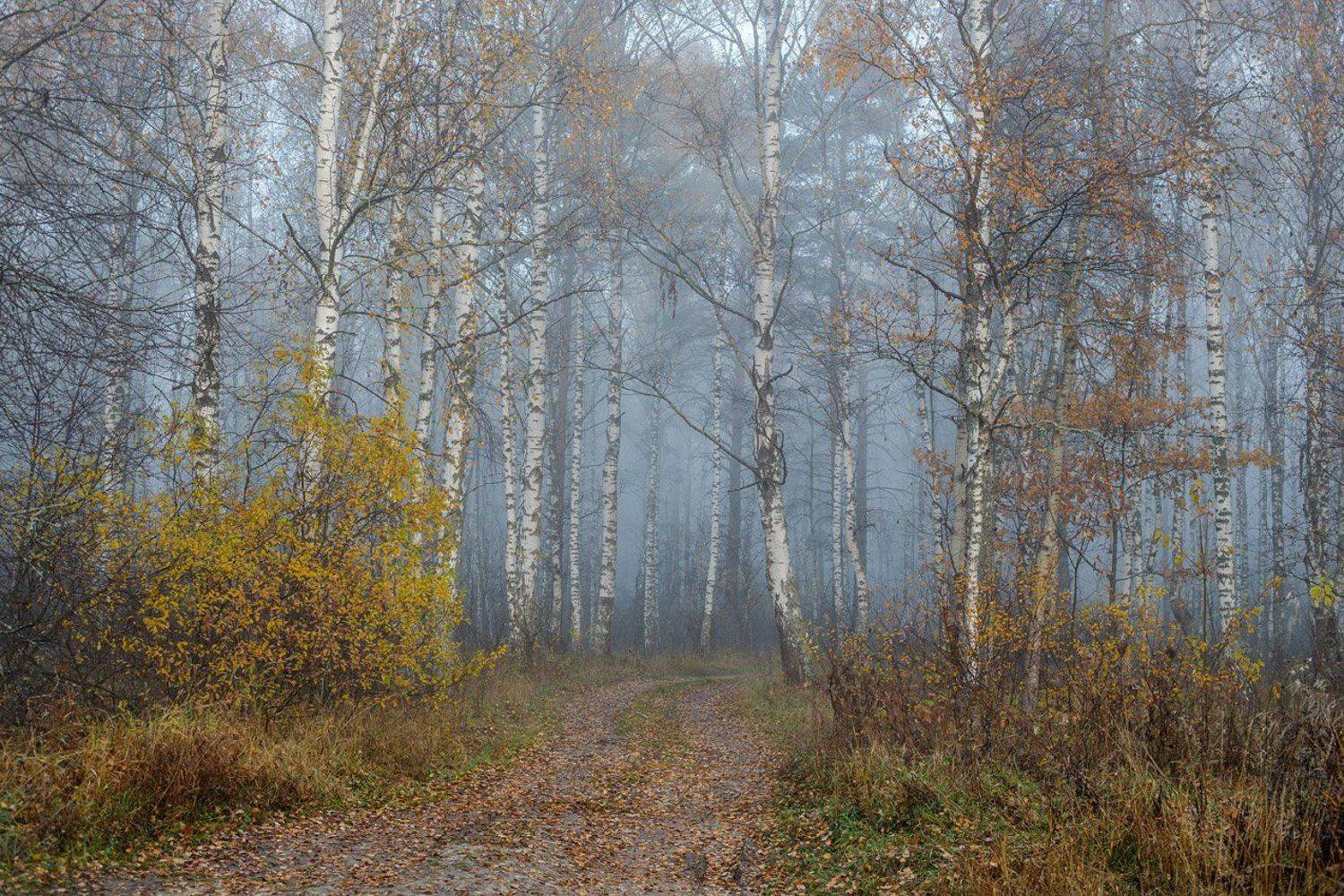 утро туман опушка лес, Дмитрий Алексеев