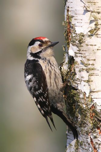 Lesser spotted woodpecker