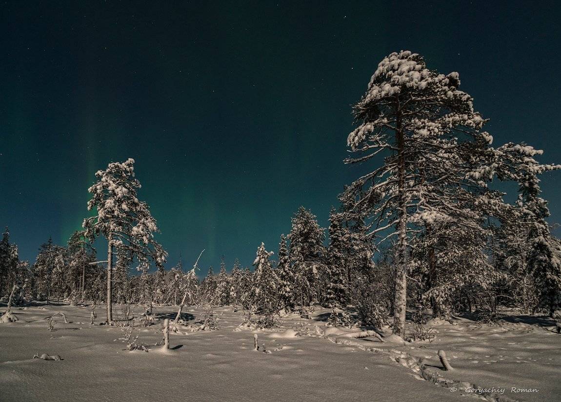 кольский, заполярье, север, ночь, зима, лес,, Роман Горячий