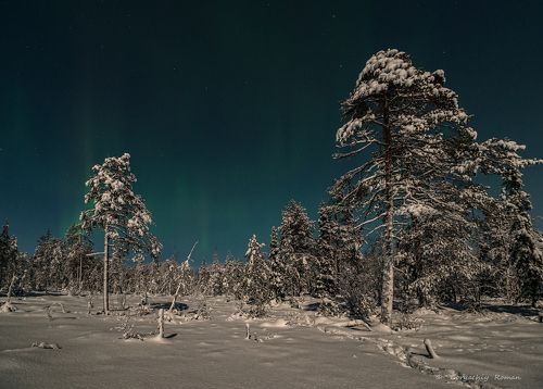 Зима в лунном свете.