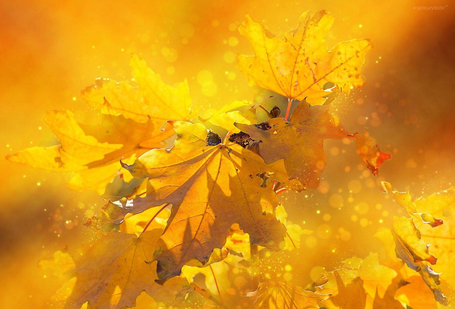 осень, природа, листья, Sergii Vidov