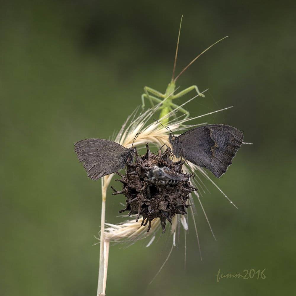 , Игорь ФУММ