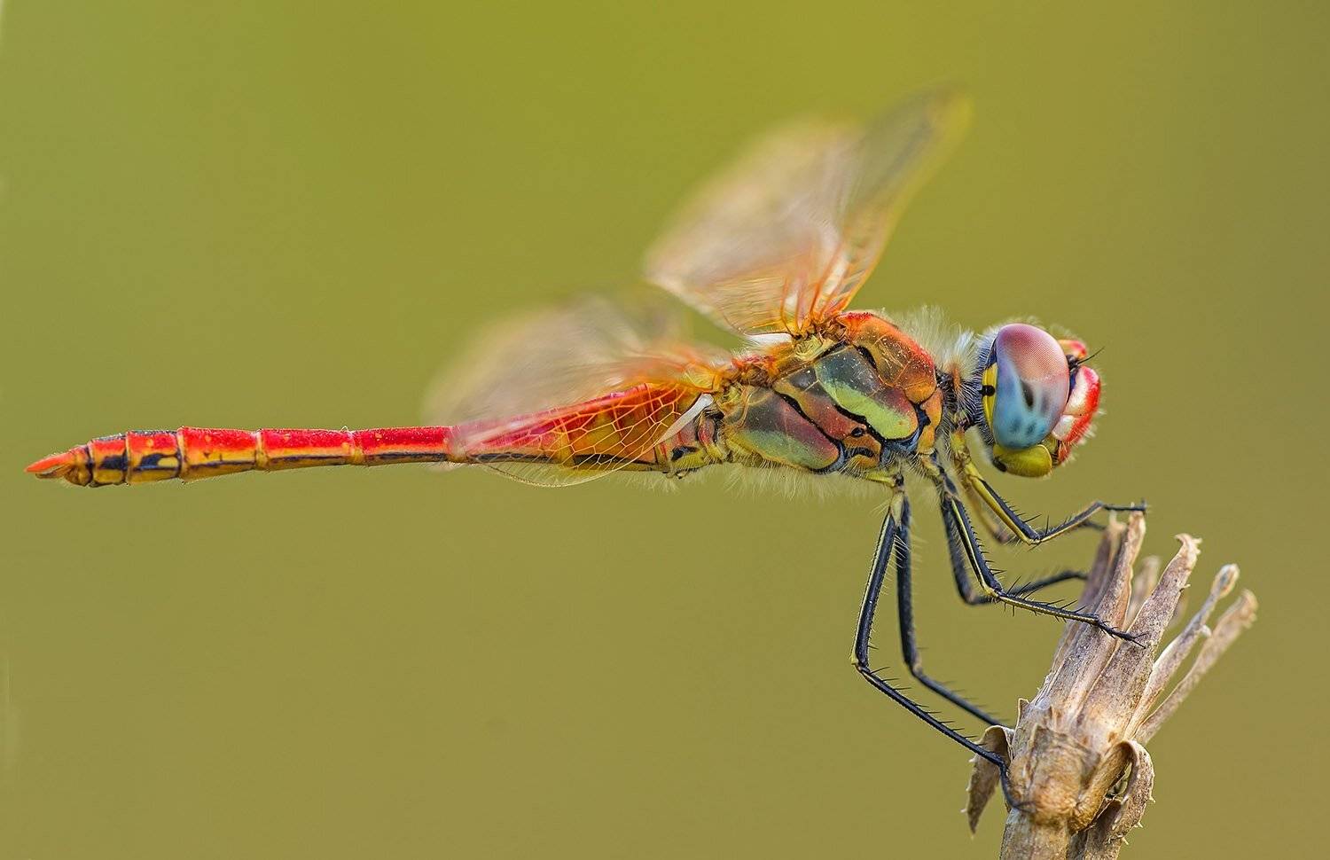 макро, насекомые, стрекоза, Александр Земляной