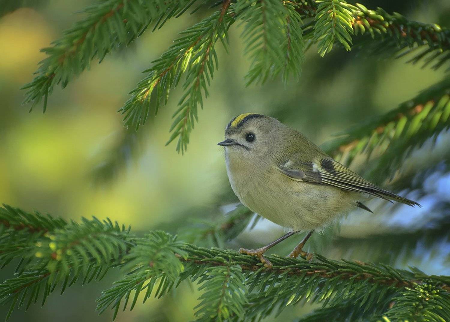 , Анатолий Зверев
