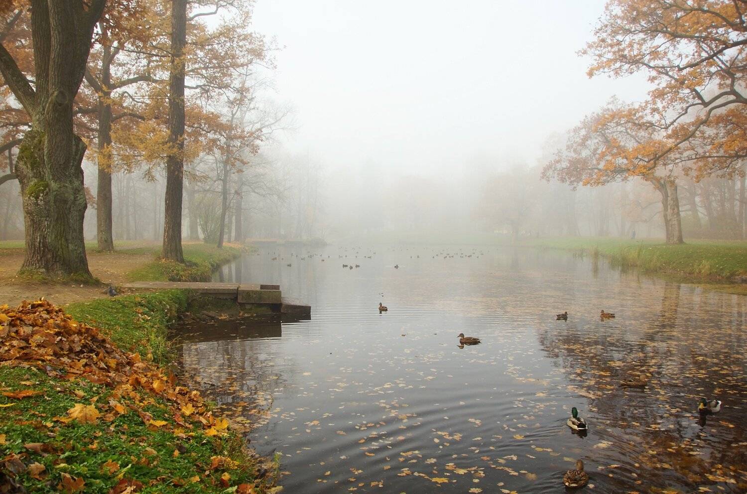 reflection, water, park, light, morning, october,  tower, mood, fog, architecture, sky,  silence, mood, sadness, landscape, duck, bird,, Сергей Андреевич