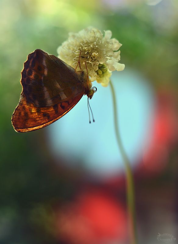 Na dobranoc... фото превью