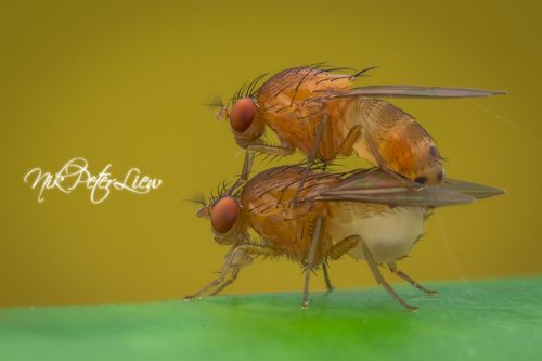 Mating of Fruits Fly