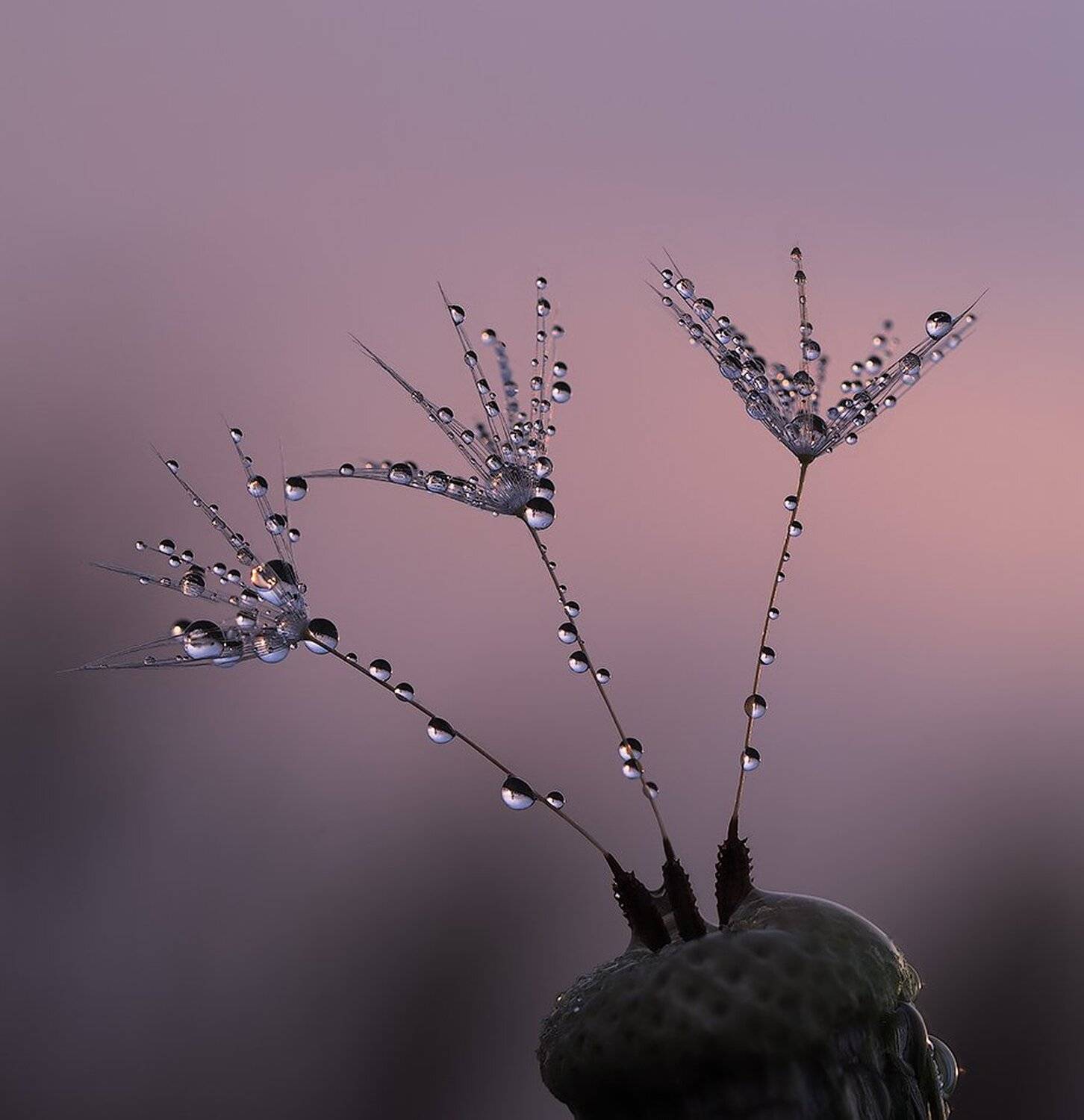 macro,макро, Евгений Лукашук