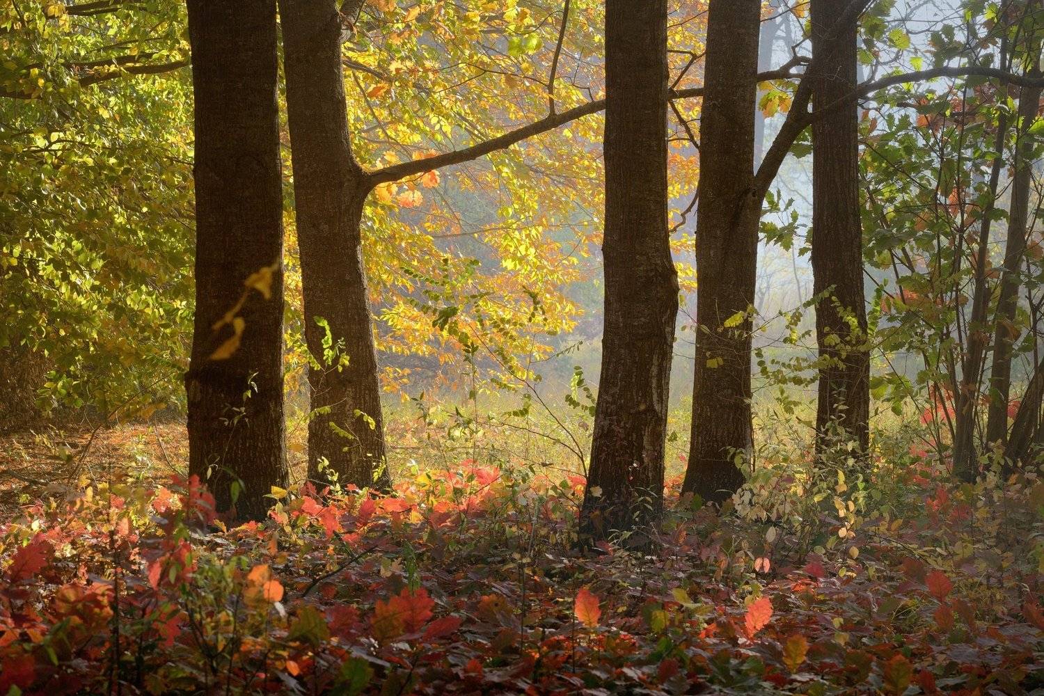 осень рассвет лес листва, Александр Жарников