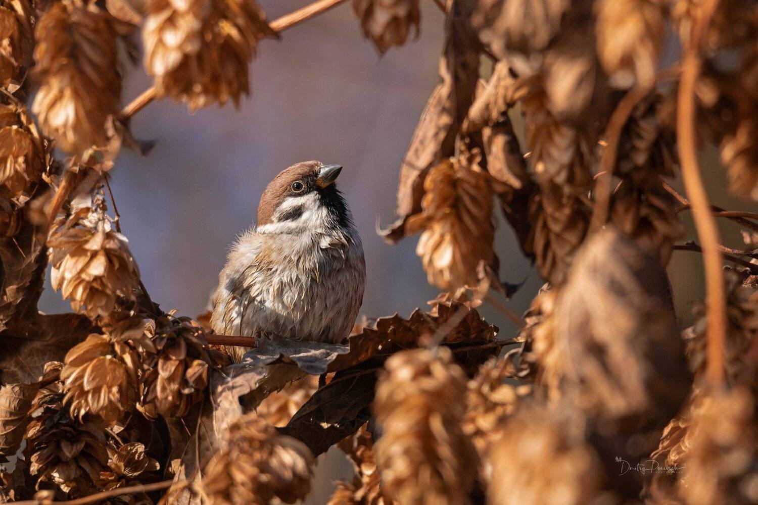 природа, лес, животные, птицы, Дмитрий Посевич