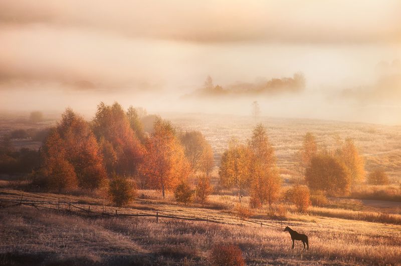 осень, природа, пейзаж, солнце, туман, лошадь, рассвет, утро, autumn, nature, landscape, sun, fog, horse, dawn, morning Осеннее утро фото превью