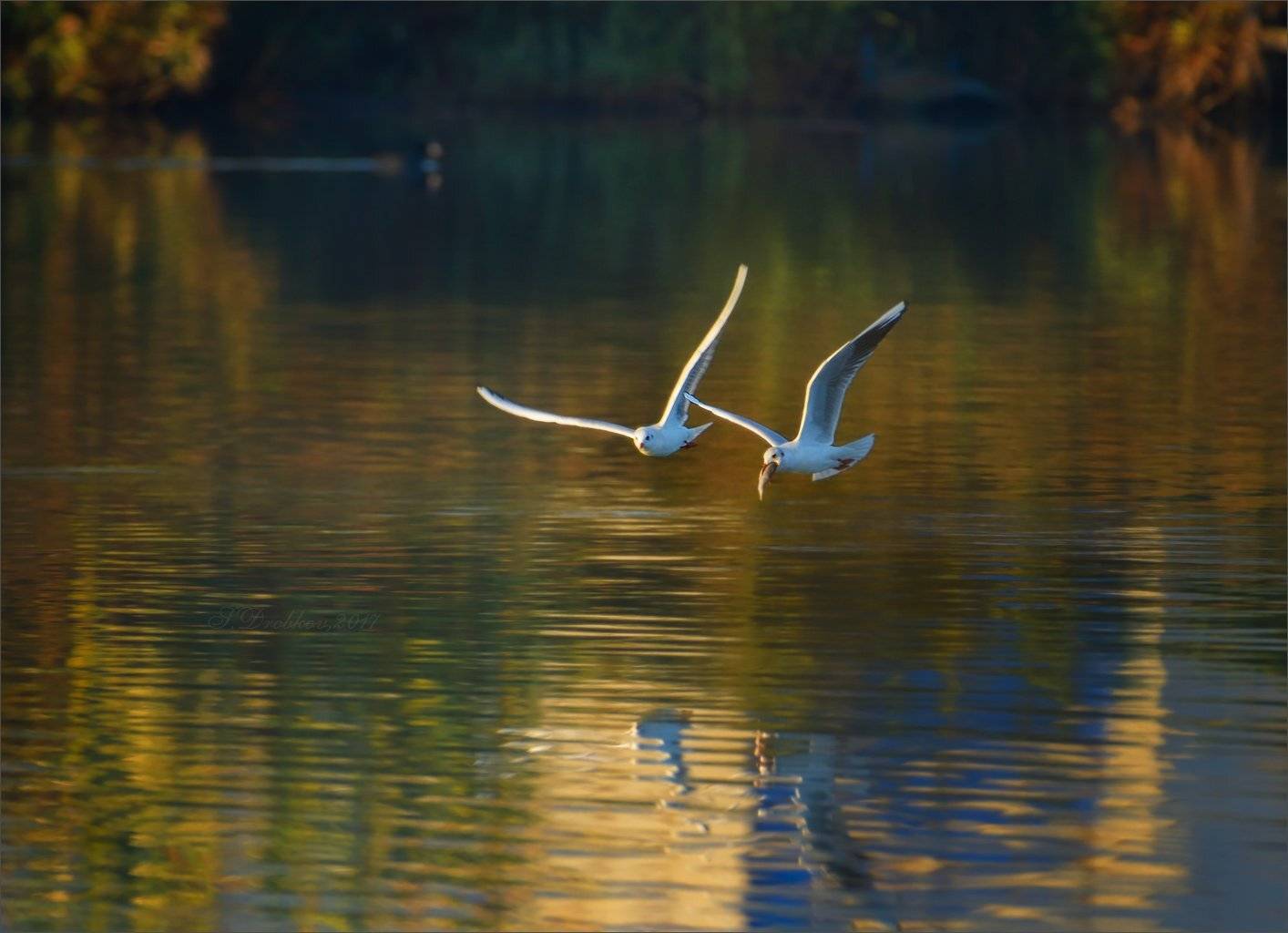 чайки, птицы, фауна, животные, вода, Sergey Drobkov
