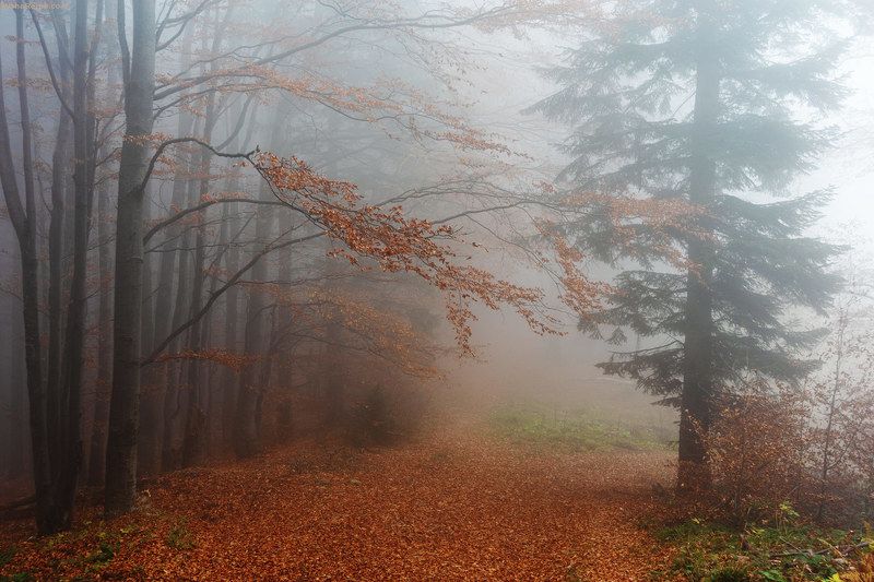 Autumn fairy tale фото превью