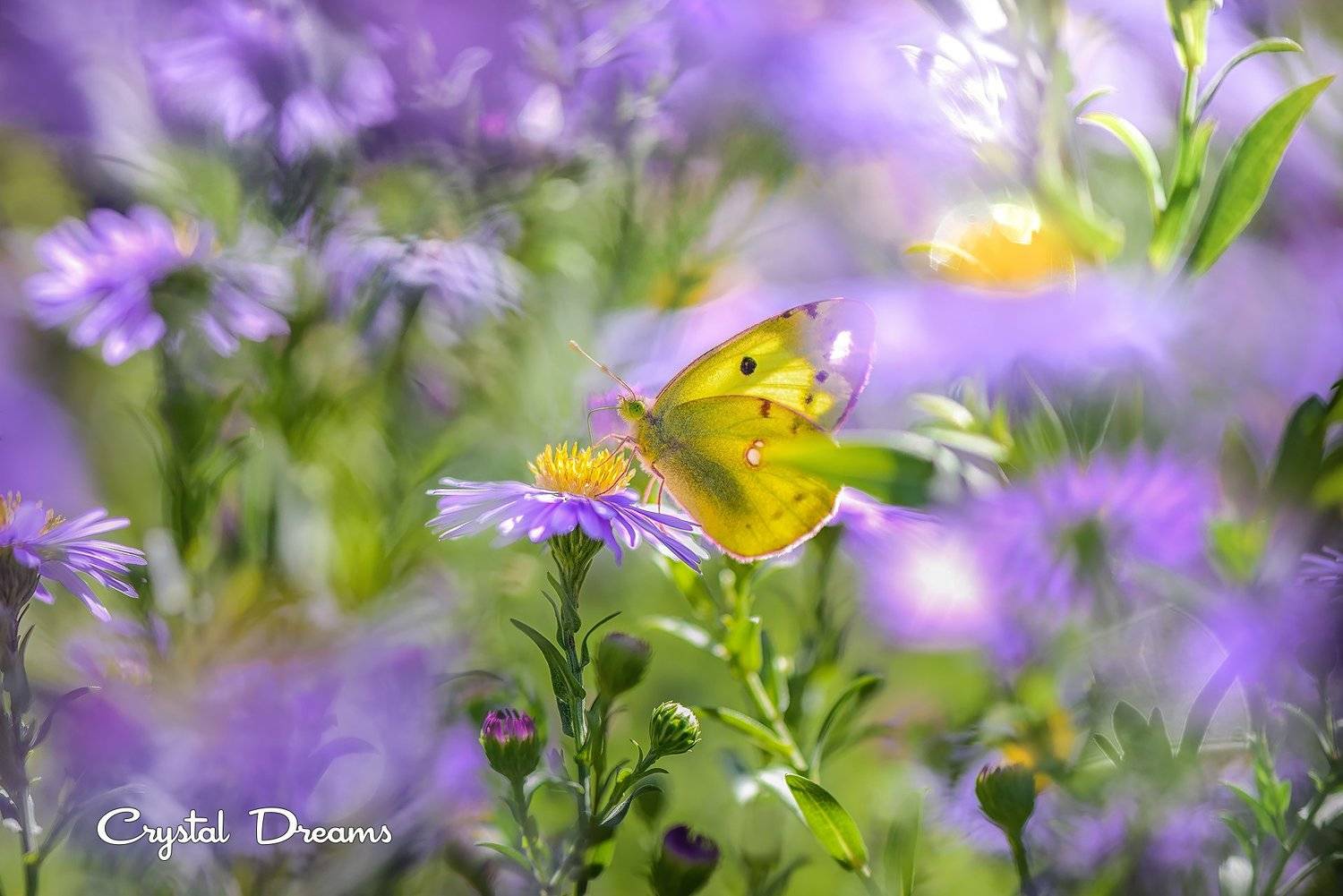 , Татьяна Крылова