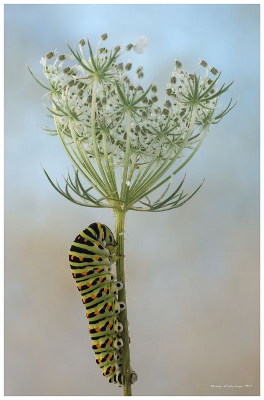 macro nature butterfly All Time High фото превью