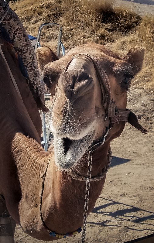 Страна прекрасных коней фото превью