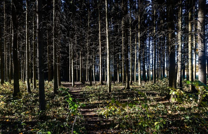 Вечер в сосновом лесу фото превью