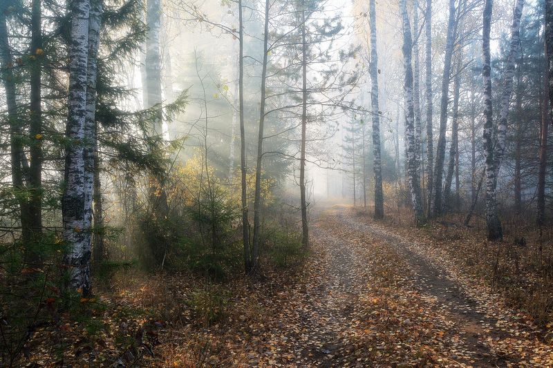 сергей алексеев, фото Туманное утро фото превью