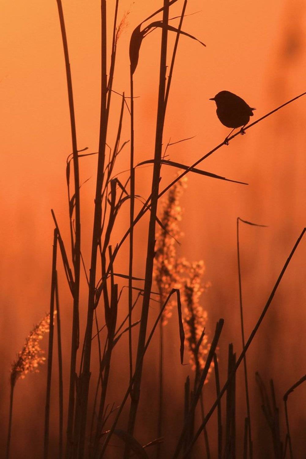 bird,orange,sunset,wildlife,nature,color,beautiful,scene,scenery,wild,beauty,birds,natural,sun,light, Piotr G&oacute;rny