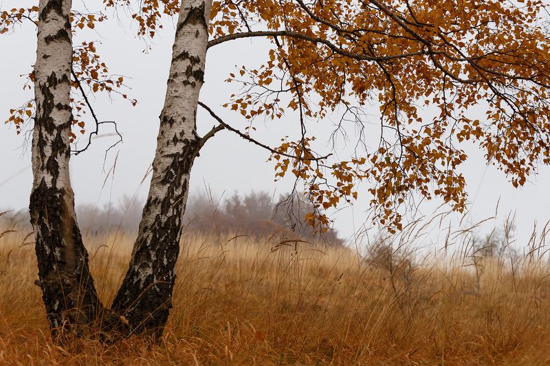 Березовая осень фото превью