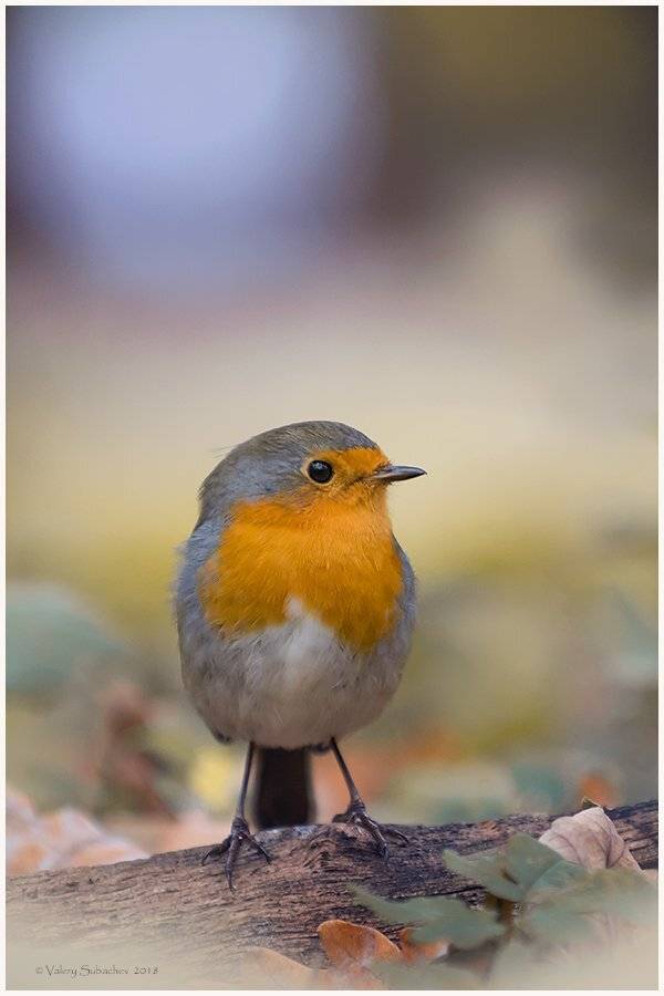 , Валерий Субачев