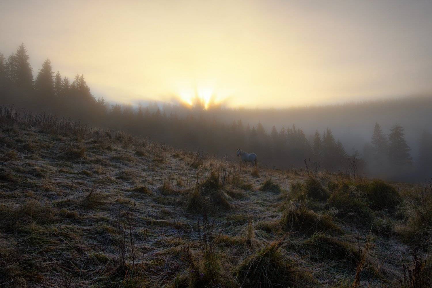 горы, луг, осень, лошадка,туман, Вьюшкин Игорь