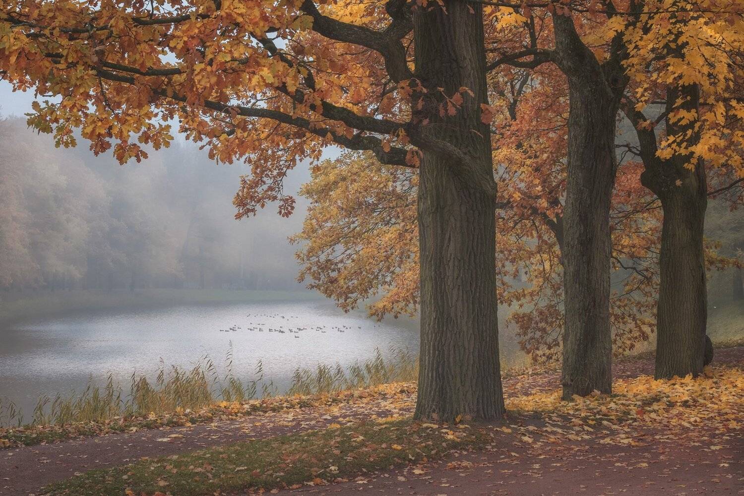 пушкин, царское село, парк, пруд, туман, осень, дубы, октябрь, золотая осень, листопад, утро, рассвет, Андрей Чиж