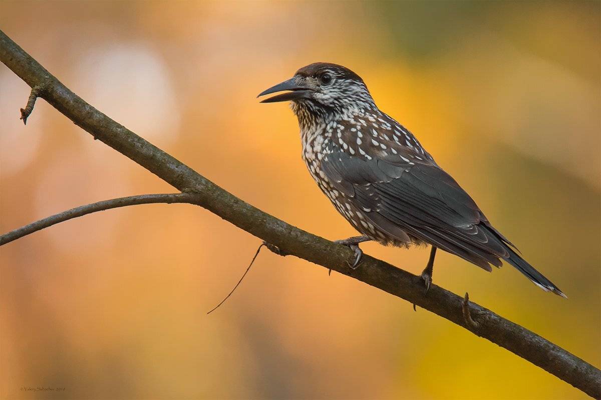 , Валерий Субачев