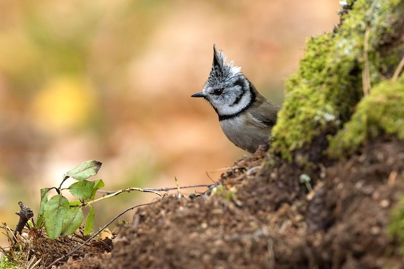 В осеннем лесу фото превью