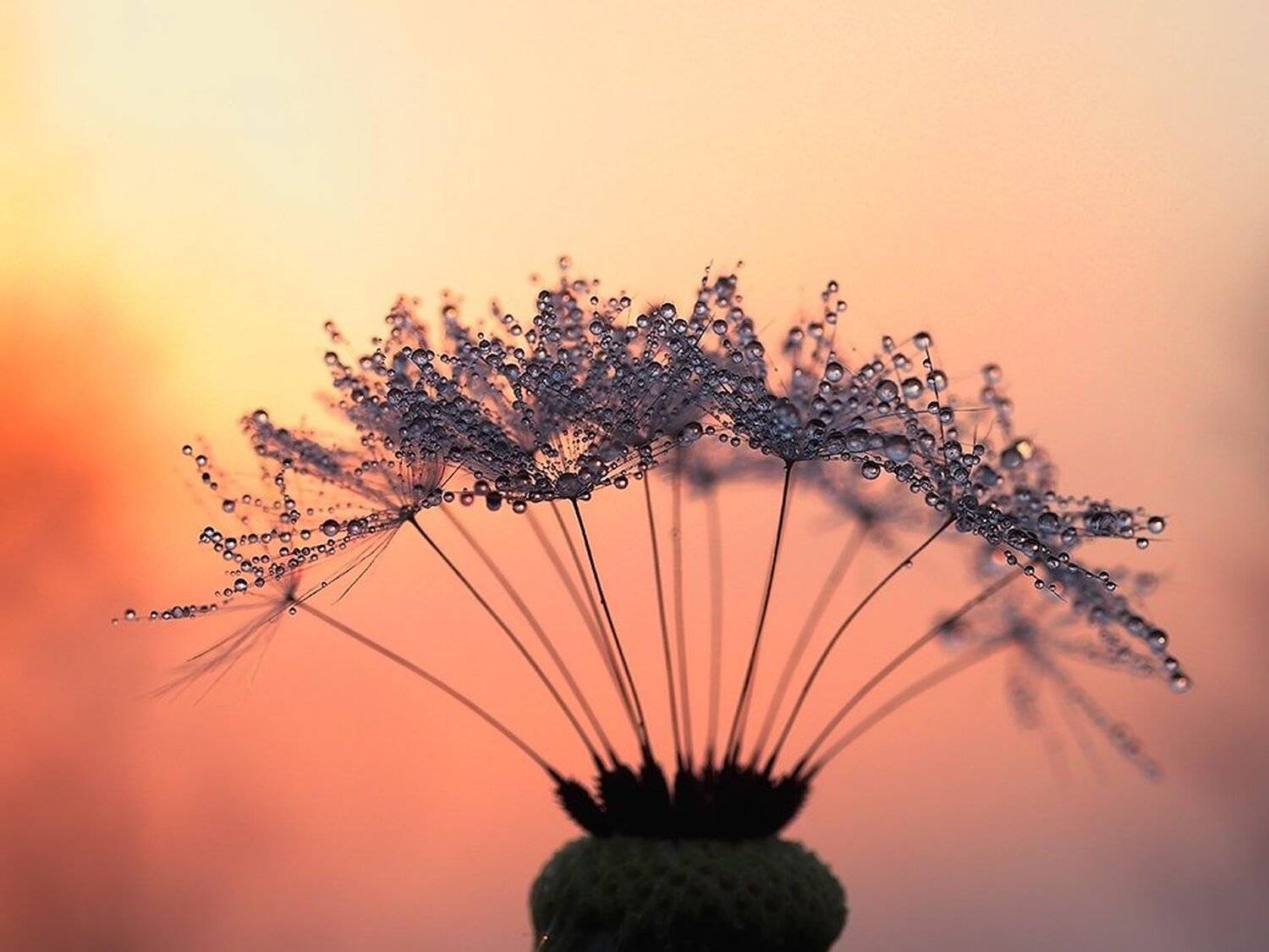 macro,макро, Евгений Лукашук