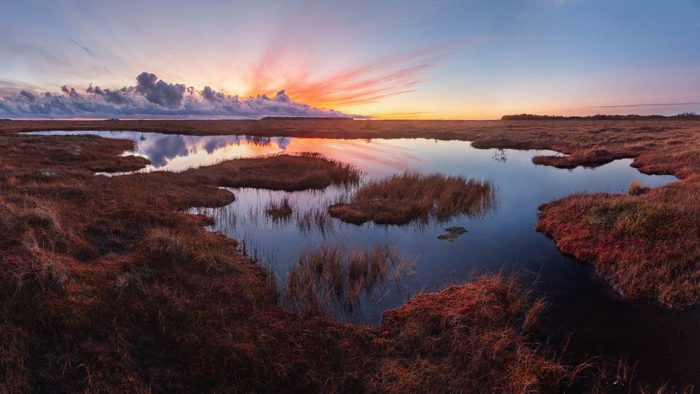 природа ленинградской области, ленобласть, болото, соколий мох, болотный тур, Арсений Кашкаров